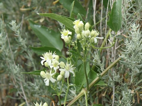 Clematis ligusticifolia