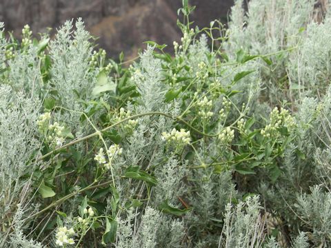 Clematis ligusticifolia