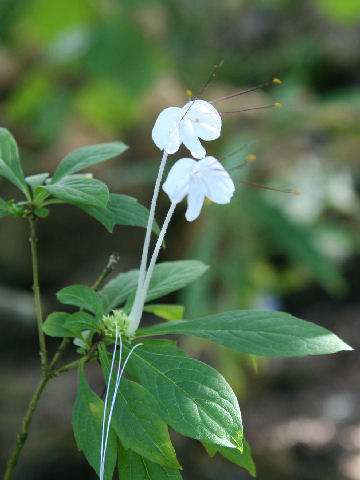 Clerodendrum incisum var. macrosiphon