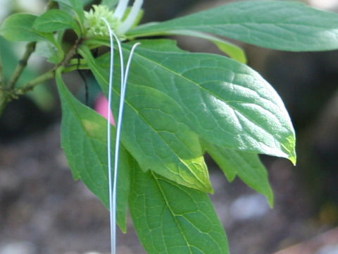 Clerodendrum incisum var. macrosiphon