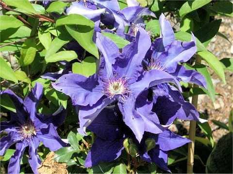 Clematis hybrida