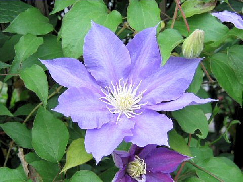 Clematis hybrida