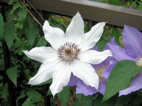 Clematis hybrida