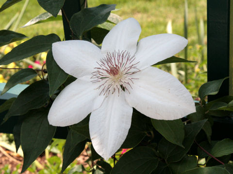 Clematis hybrida