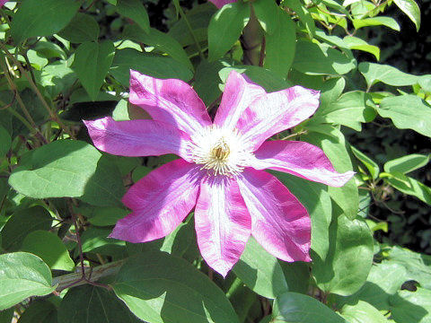 Clematis cv. Kakio