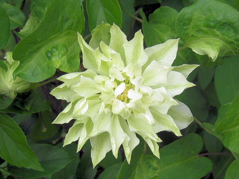 Clematis hybrida