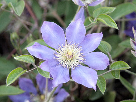 Clematis hybrida