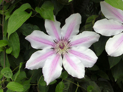 Clematis hybrida