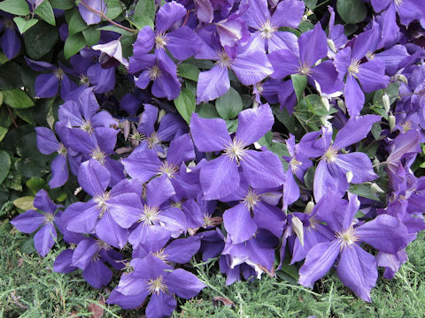 Clematis hybrida