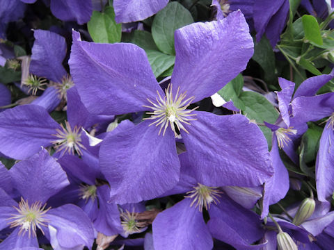 Clematis hybrida