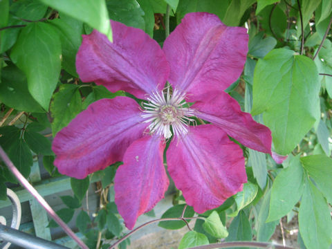 Clematis hybrida