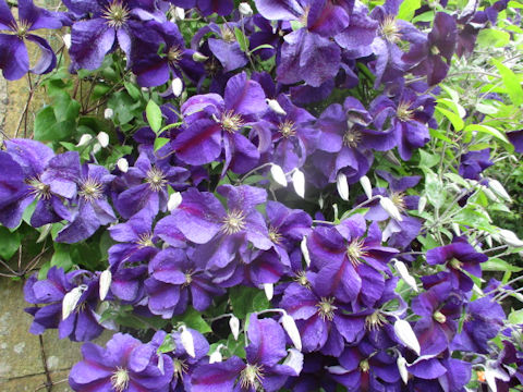 Clematis hybrida