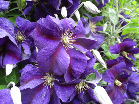 Clematis hybrida