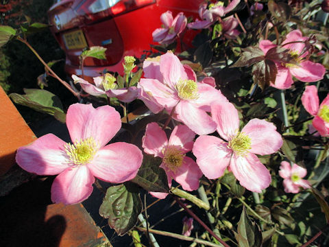 Clematis hybrida