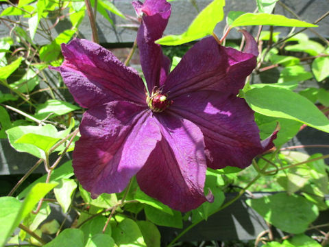 Clematis hybrida