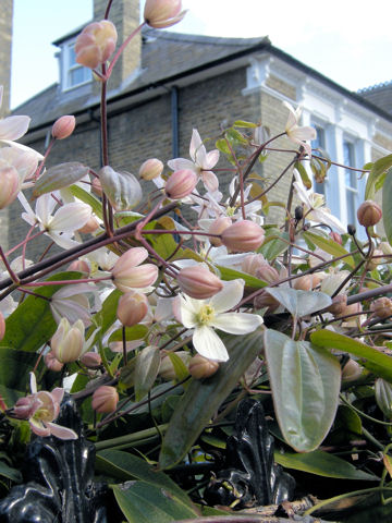 Clematis montana