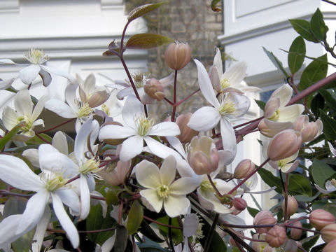 Clematis montana