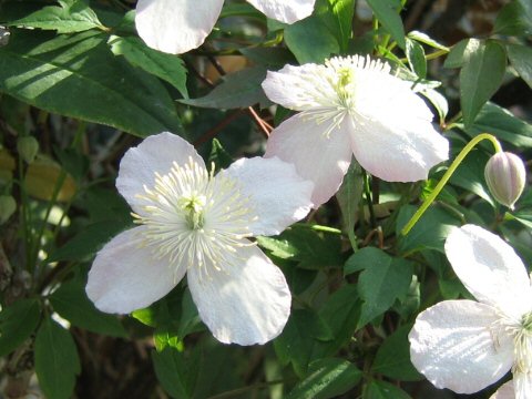 Clematis montana