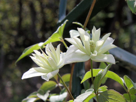 Clematis montana cv. Primrose Star