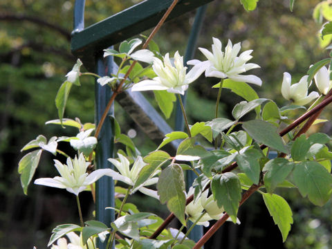 Clematis montana cv. Primrose Star