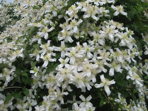 Clematis montana