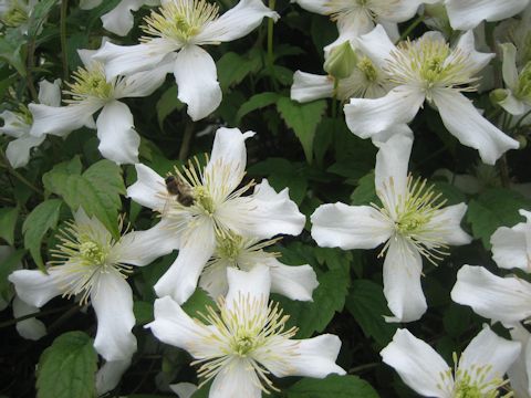 Clematis montana