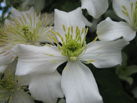 Clematis montana