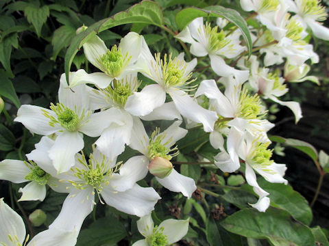 Clematis montana