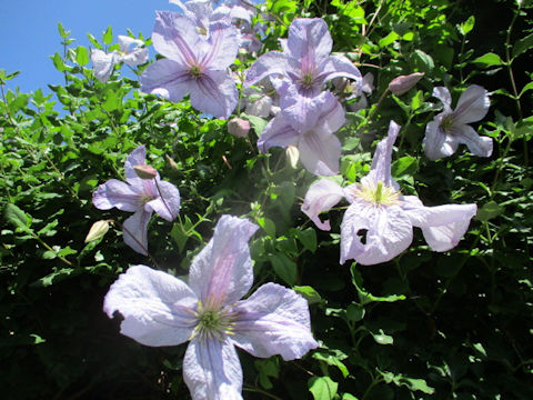 Clematis montana