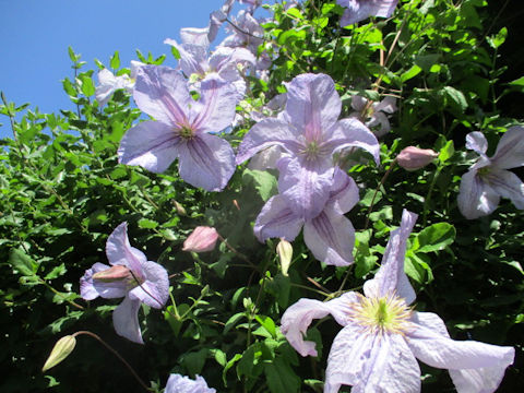 Clematis montana