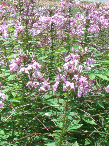 Cleome spinosa