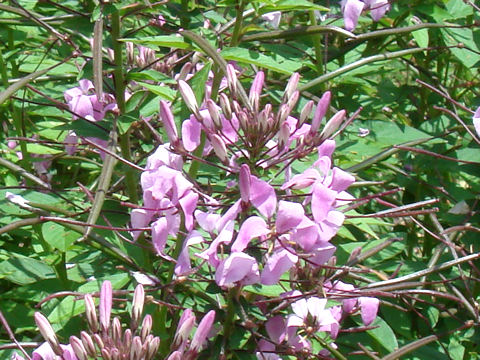 Cleome spinosa