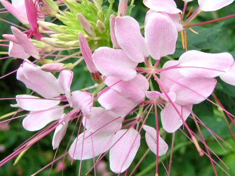 Cleome spinosa