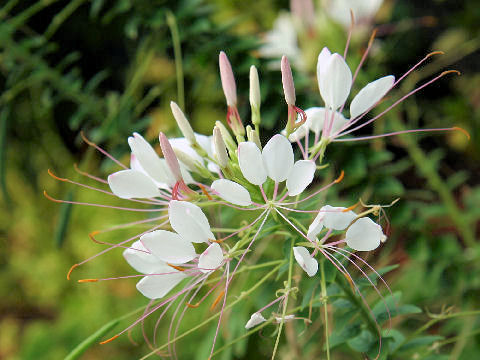 Cleome spinosa