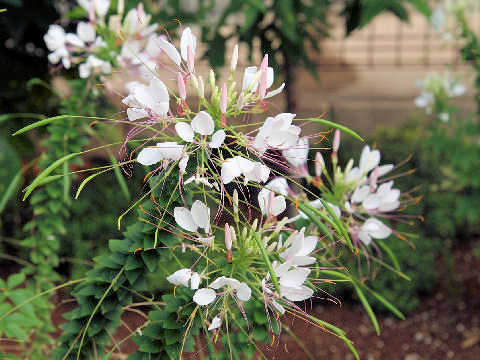 Cleome spinosa