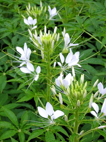 Cleome spinosa