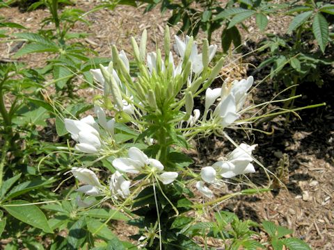 Cleome spinosa