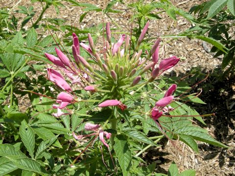 Cleome spinosa