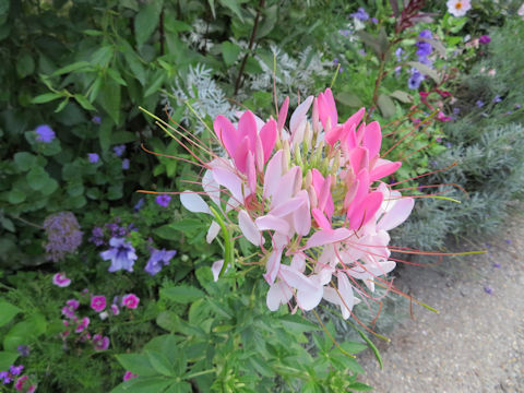 Cleome spinosa