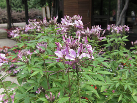 Cleome spinosa