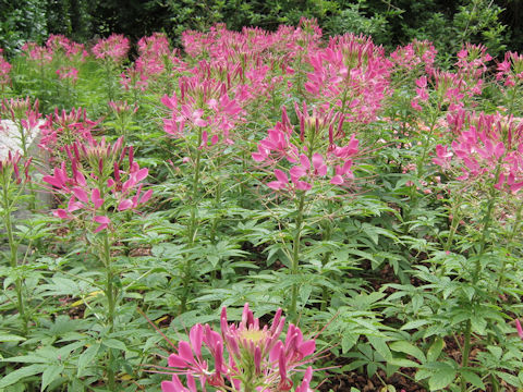 Cleome spinosa