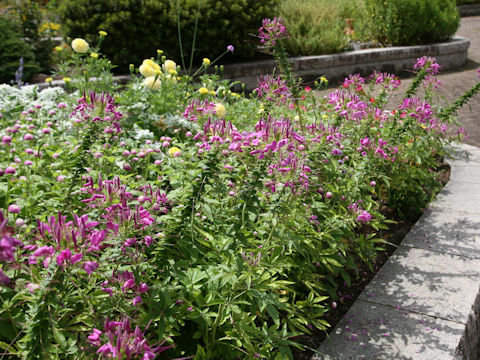 Cleome spinosa