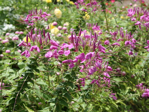 Cleome spinosa