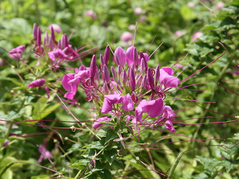 Cleome spinosa