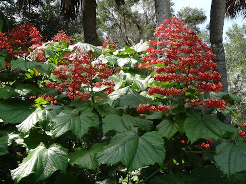 Clerodendrum paniculatum