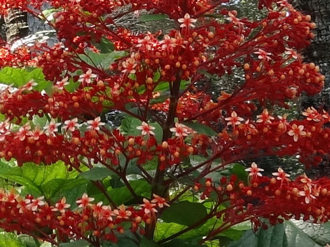 Clerodendrum paniculatum