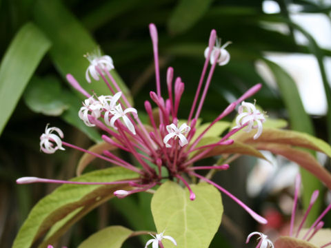 Clerodendrum quadriloculare