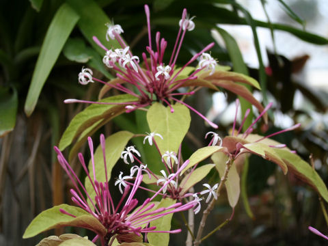 Clerodendrum quadriloculare