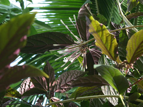 Clerodendrum quadriloculare