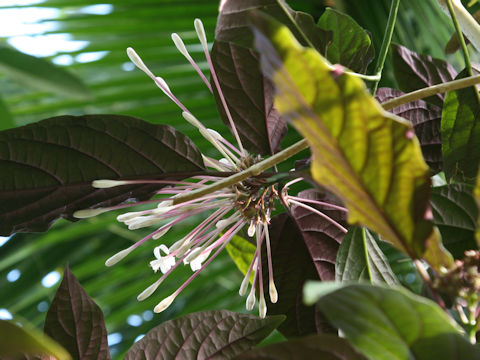 Clerodendrum quadriloculare